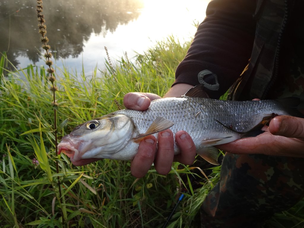 Как ловить фидером на реке летом 00015.JPG